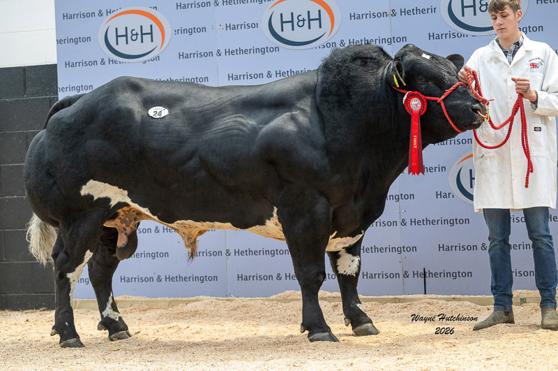 Dragon Blues Unique 12,000gns